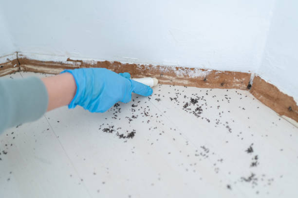 Best Commercial Pest Control Services  in Rocky Top, TN